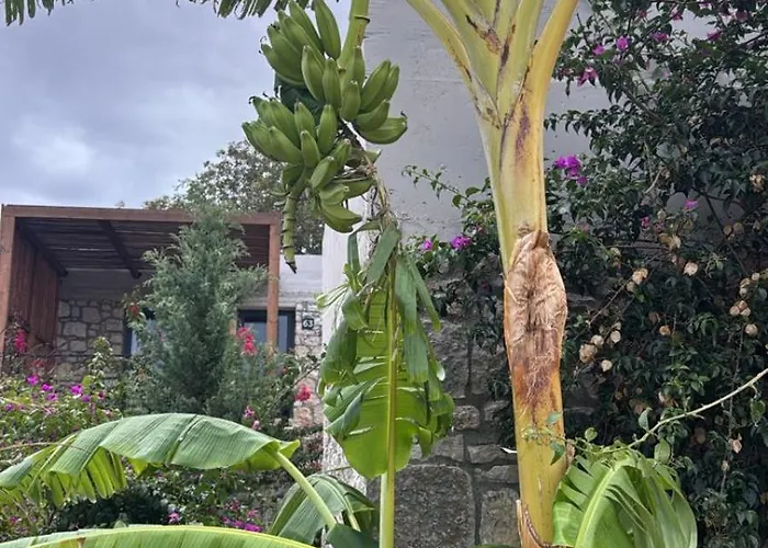 Arameras
