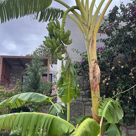 Arameras